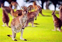 【全景大洋洲】澳大利亞 新西蘭南北島16日游